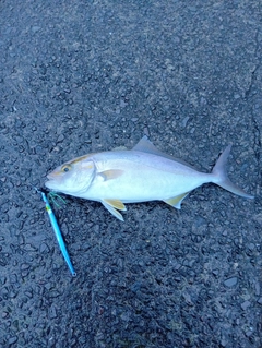 ネリゴの釣果