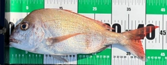 タイの釣果
