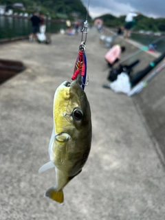シロサバフグの釣果