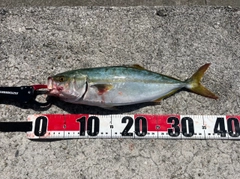 ツバスの釣果