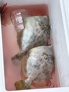 カワハギの釣果