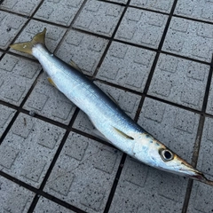 カマスの釣果