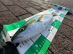 ツバスの釣果