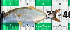 ショゴの釣果