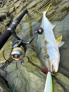 ヒラマサの釣果