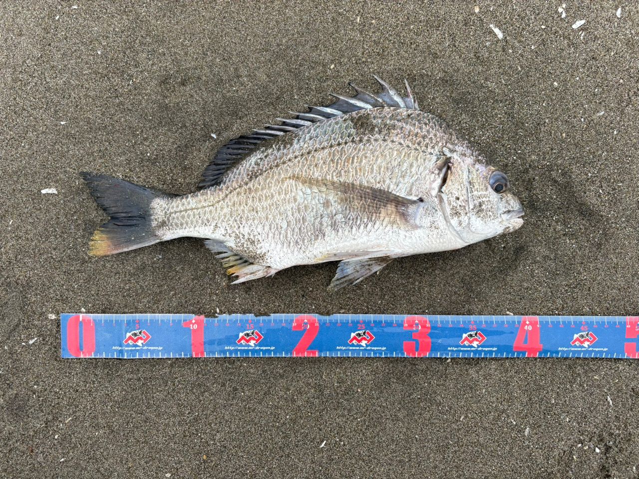 カミマサ さんの 2026年09月19日のキビレの釣り・釣果情報(千葉県