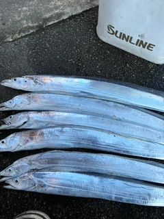 タチウオの釣果