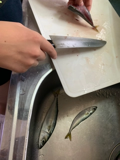 サバの釣果