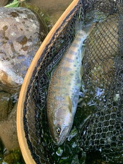 ヤマメの釣果