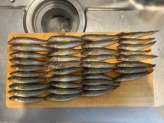マハゼの釣果