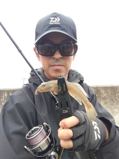 ハゼの釣果