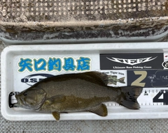 スモールマウスバスの釣果