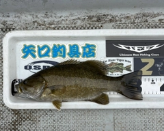 スモールマウスバスの釣果