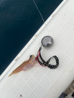 ハゼの釣果