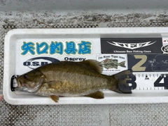 スモールマウスバスの釣果