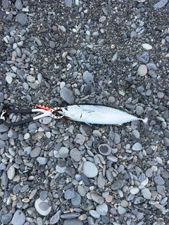 カツオの釣果