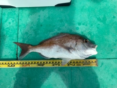 タイの釣果