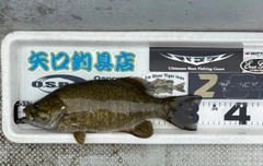 スモールマウスバスの釣果