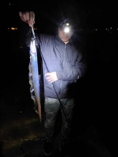 タチウオの釣果