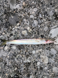 カマスの釣果