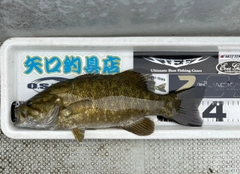 スモールマウスバスの釣果