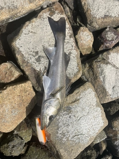 スズキの釣果
