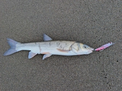 ウグイの釣果