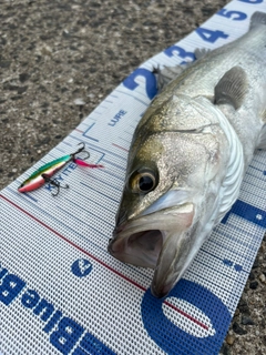 シーバスの釣果