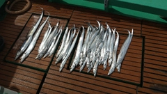 タチウオの釣果