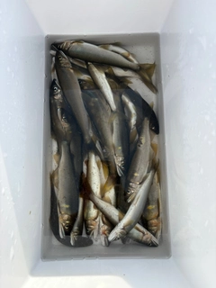 アユの釣果