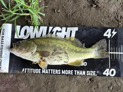 ラージマウスバスの釣果