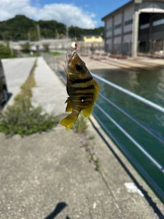 ガシラの釣果