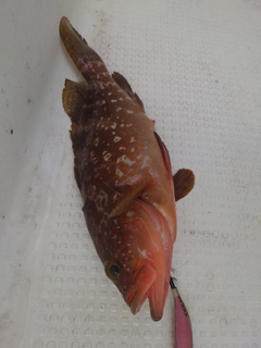 キジハタの釣果