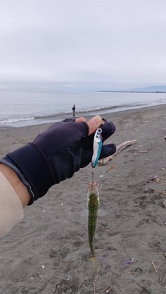 マサバの釣果
