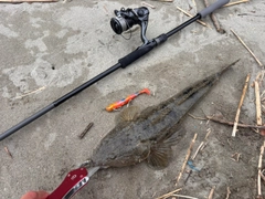 マゴチの釣果