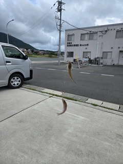 マゴチの釣果
