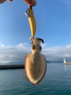 モンゴウイカの釣果
