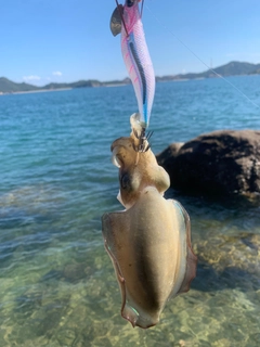 モンゴウイカの釣果