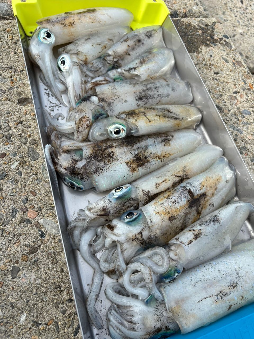 SHIMANO 22セフィア XR ティップエギング S511ML-S/Rの最安値