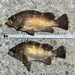 メバルの釣果