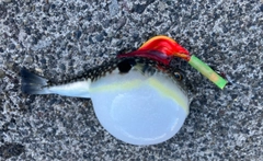 フグの釣果