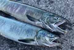 アキアジの釣果