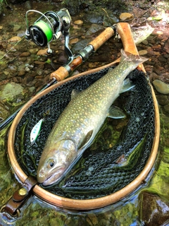 イワナの釣果
