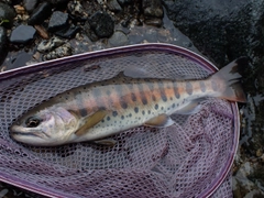 ヤマメの釣果