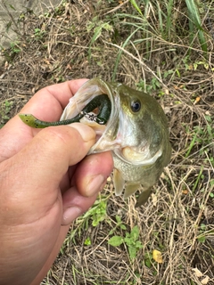 ラージマウスバスの釣果