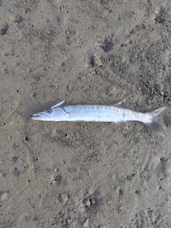 オニカマスの釣果