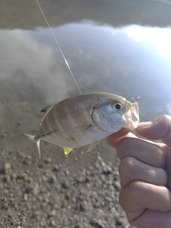メッキの釣果