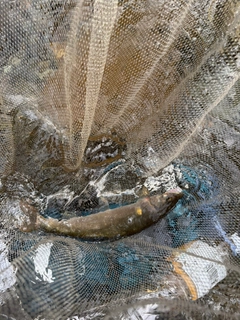 アユの釣果