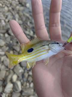 ニセクロホシフエダイの釣果