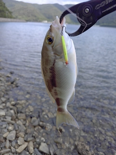 ヒトスジタマガシラの釣果
